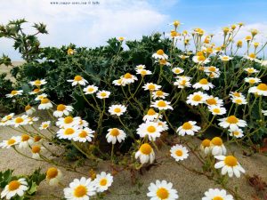 Kamilleblüten am Korinos Beach – Greece