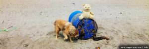 Der einarmige und nasenlose Teddybär am Korinos Beach – Greece