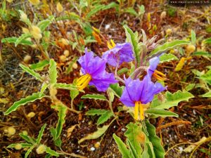 Interessante Blumen am Ikismos Lefkes – Greece