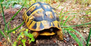 Schildkröte an der verlassenen Bar – Greece