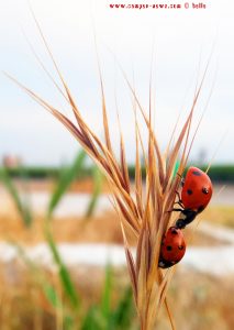 Viele Marienkäfer in Alexandroupoli – Greece