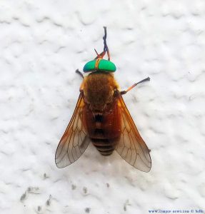 Riesige Bremsen an unserem Standplatz im Wald - irgendwo im Nirgendwo – Bulgaria