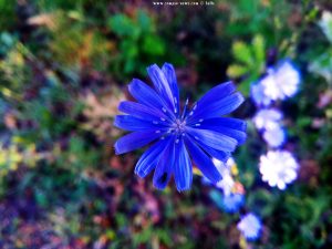 The Flower and the Fly at Indzhe Voyvoda – Bulgaria