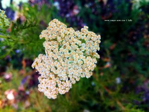 Flower at Indzhe Voyvoda – Bulgaria