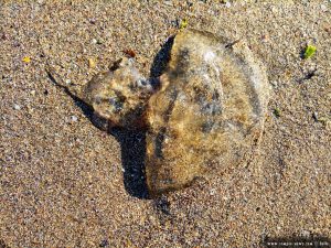 Quallen auch am Bolata Beach – Bulgaria