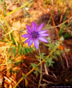 Flower at the Krapets Beach – Bulgaria