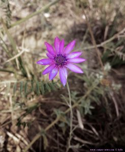 Flower at the Krapets Beach – Bulgaria - Selected Colors