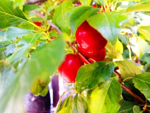 Rote Mirabellen - Cetatea Histria - Istria – Romania