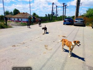 Wilde Hunde in Murighiol – Romania