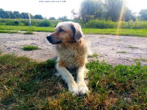 Nicol at Camping Aurel Vlaicu – Romania