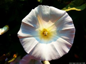 Flower in the Camping Aurel Vlaicu – Romania