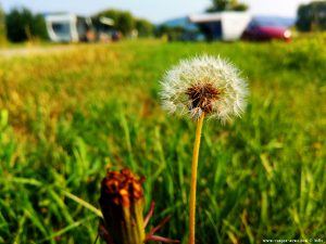 Dandelion (Pusteblume) in the Camping Aurel Vlaicu – Romania