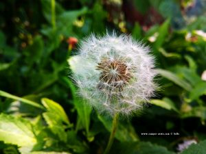 Pusteblume in Mondovì – Italy