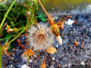 Pusteblume aus dem Asphalt - Mondovì – Italy