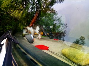 Lucky – die WoMo-Katze - on the Road – Italy