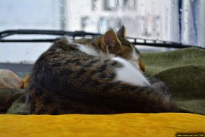 Lucky hat seinen Schlafplatz gefunden - in Busalla – Italy