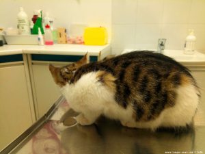 Lucky beim Tierarzt in Busalla – Italy
