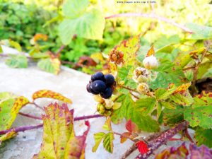 Brombeeren in Casella - Italy