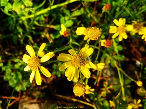 Schöne gelbe Blüten - Casella - Genova - Italy – 410m