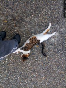 Lucky in Casella – Italy
