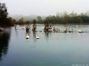 Schwäne im RioTicino – Italy