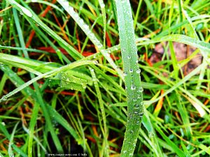 Tautropfen im Gras - RioTicino – Italy