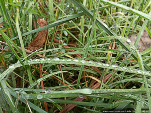 Tautropfen im Gras - RioTicino – Italy