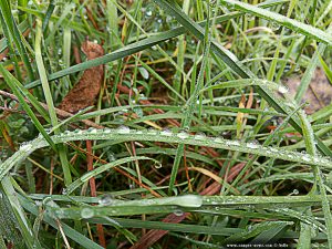 Tautropfen im Gras - RioTicino – Italy