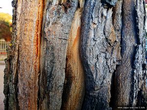 Interessanter Baum in Cinzano – Italy