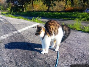 Begegnung mit einem Welpen - Lucky macht einen Katzenbuckel und der Schwanz ist aufgeplustert - Piazzale Giardini - Mondovì – Italy