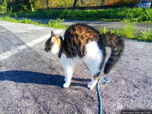 Begegnung mit einem Welpen - Lucky macht einen Katzenbuckel und der Schwanz ist aufgeplustert - Piazzale Giardini - Mondovì – Italy