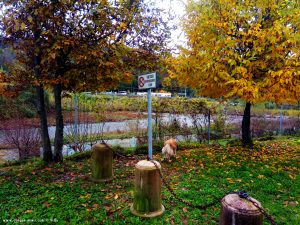 Eigentlich dürfen da keine Hunde hinein - Grünfläche hinter COOP in Busalla – Italy