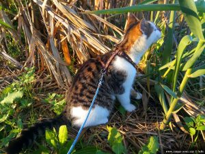 Lucky in Pampelonne – France