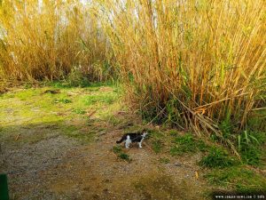 Lucky in Pampelonne – France