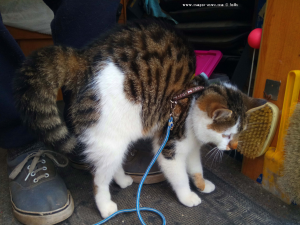 Lucky macht einen Katzenbuckel in Figueres – Spain