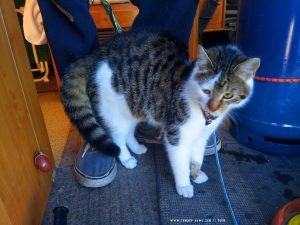 Lucky macht einen Katzenbuckel - Peñíscola – Spain