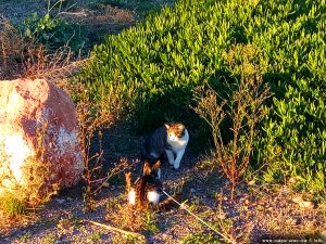 Die wilde Katze ist von Lucky eingeschüchtert - Platja de la Llosa – Spain