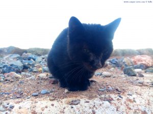 Junge schwarze Katze - Platja de la Llosa – Spain