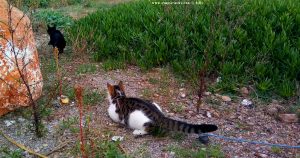 Lucky schlägt die schwarze Katze in die Flucht - Platja de la Llosa – Spain