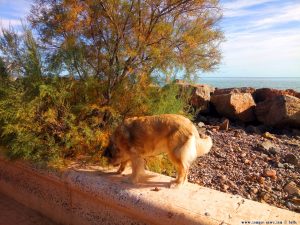 Mit Nicol auf Spaziergang - Platja de la Llosa – Spain