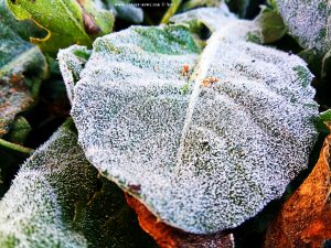 Eiskristalle - Raureif auf den Blättern - Platja L'Almadrava – Spain