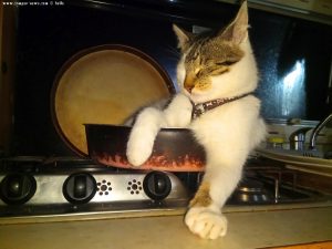 Cat in the Oven - Platja L'Almadrava – Spain am 23. Januar 2020