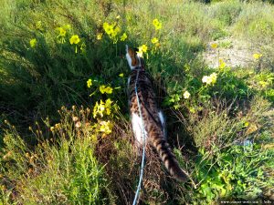 Lucky bei Villajoyosa – Spain