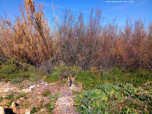 Lucky auf seinem Beobachtungsposten - Platja L'Almadrava – Spain