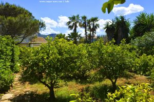 Orangenbäume im Garten von Victoria und Vincent - Platja L'Almadrava – Spain