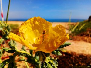 Gelber Hornmohn - Platja L'Almadrava – Spain – WhatsApp-Gruppe