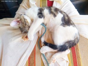 Shiva hält SIESTA am Playa Cruce de la Redondela - Isla Cristina – Spain