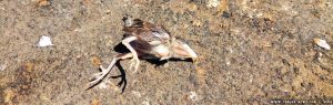 Der tote Vogel - Valdesalor – Spain