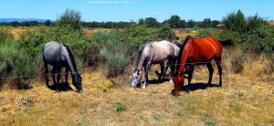 Pferde nahe der Área de Autocaravanas Mombuey – Spain