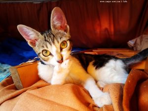 Shiva in Área de Autocaravanas Mombuey – Spain